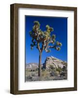 Joshua Tree, Joshua Tree National Park, California, USA-Ruth Tomlinson-Framed Photographic Print