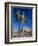 Joshua Tree, Joshua Tree National Park, California, USA-Ruth Tomlinson-Framed Photographic Print