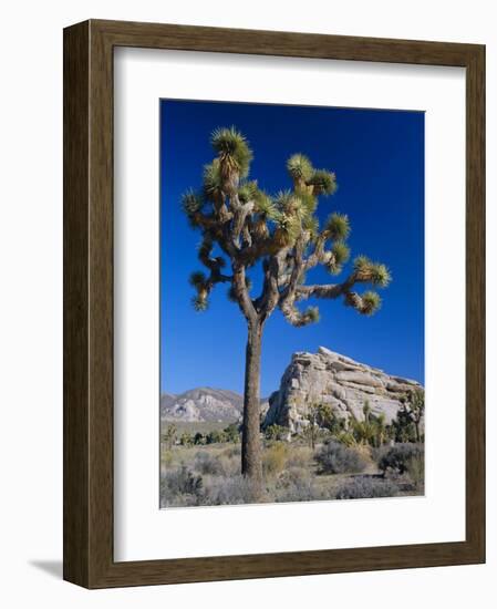 Joshua Tree, Joshua Tree National Park, California, USA-Ruth Tomlinson-Framed Photographic Print