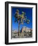 Joshua Tree, Joshua Tree National Park, California, USA-Ruth Tomlinson-Framed Photographic Print