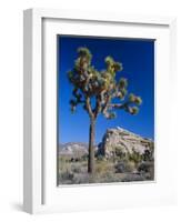 Joshua Tree, Joshua Tree National Park, California, USA-Ruth Tomlinson-Framed Photographic Print