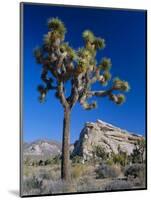 Joshua Tree, Joshua Tree National Park, California, USA-Ruth Tomlinson-Mounted Photographic Print