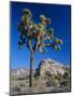 Joshua Tree, Joshua Tree National Park, California, USA-Ruth Tomlinson-Mounted Photographic Print