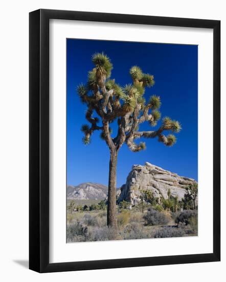 Joshua Tree, Joshua Tree National Park, California, USA-Ruth Tomlinson-Framed Photographic Print