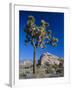 Joshua Tree, Joshua Tree National Park, California, USA-Ruth Tomlinson-Framed Photographic Print