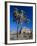 Joshua Tree, Joshua Tree National Park, California, USA-Ruth Tomlinson-Framed Photographic Print