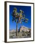 Joshua Tree, Joshua Tree National Park, California, USA-Ruth Tomlinson-Framed Photographic Print