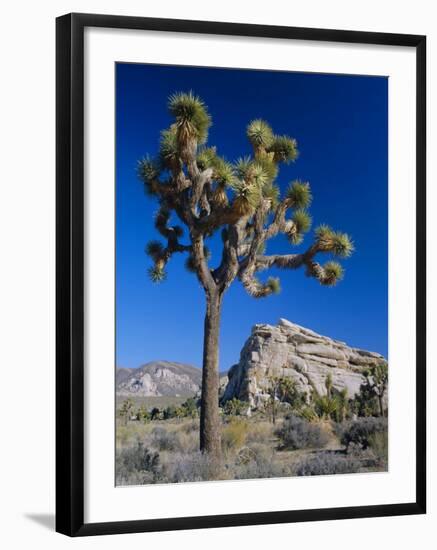 Joshua Tree, Joshua Tree National Park, California, USA-Ruth Tomlinson-Framed Photographic Print