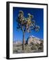 Joshua Tree, Joshua Tree National Park, California, USA-Ruth Tomlinson-Framed Photographic Print