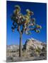 Joshua Tree, Joshua Tree National Park, California, USA-Ruth Tomlinson-Mounted Photographic Print