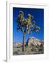 Joshua Tree, Joshua Tree National Park, California, USA-Ruth Tomlinson-Framed Photographic Print