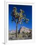 Joshua Tree, Joshua Tree National Park, California, USA-Ruth Tomlinson-Framed Photographic Print