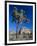 Joshua Tree, Joshua Tree National Park, California, USA-Ruth Tomlinson-Framed Photographic Print