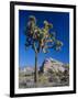 Joshua Tree, Joshua Tree National Park, California, USA-Ruth Tomlinson-Framed Photographic Print