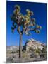 Joshua Tree, Joshua Tree National Park, California, USA-Ruth Tomlinson-Mounted Photographic Print