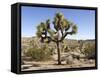 Joshua Tree, Joshua Tree National Park, California, USA-Luc Novovitch-Framed Stretched Canvas