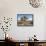 Joshua Tree, Joshua Tree National Park, California, USA-Luc Novovitch-Framed Stretched Canvas displayed on a wall