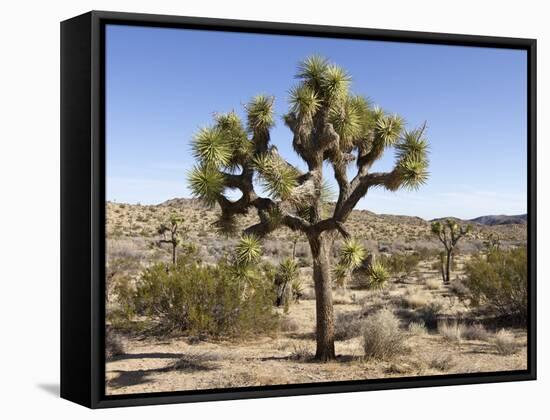 Joshua Tree, Joshua Tree National Park, California, USA-Luc Novovitch-Framed Stretched Canvas