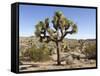 Joshua Tree, Joshua Tree National Park, California, USA-Luc Novovitch-Framed Stretched Canvas