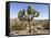 Joshua Tree, Joshua Tree National Park, California, USA-Luc Novovitch-Framed Stretched Canvas