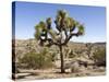 Joshua Tree, Joshua Tree National Park, California, USA-Luc Novovitch-Stretched Canvas