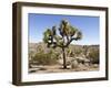 Joshua Tree, Joshua Tree National Park, California, USA-Luc Novovitch-Framed Photographic Print