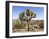 Joshua Tree, Joshua Tree National Park, California, USA-Luc Novovitch-Framed Photographic Print