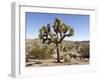 Joshua Tree, Joshua Tree National Park, California, USA-Luc Novovitch-Framed Photographic Print