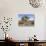 Joshua Tree, Joshua Tree National Park, California, USA-Luc Novovitch-Photographic Print displayed on a wall