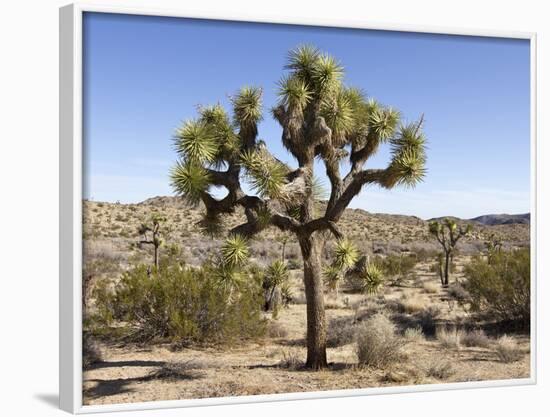 Joshua Tree, Joshua Tree National Park, California, USA-Luc Novovitch-Framed Photographic Print