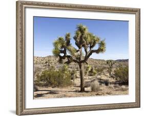 Joshua Tree, Joshua Tree National Park, California, USA-Luc Novovitch-Framed Photographic Print