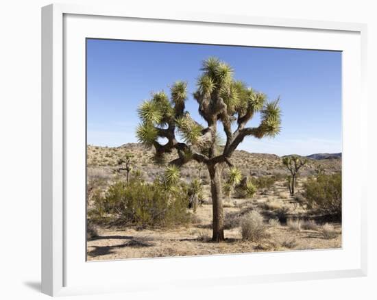 Joshua Tree, Joshua Tree National Park, California, USA-Luc Novovitch-Framed Photographic Print