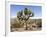 Joshua Tree, Joshua Tree National Park, California, USA-Luc Novovitch-Framed Photographic Print