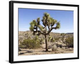 Joshua Tree, Joshua Tree National Park, California, USA-Luc Novovitch-Framed Photographic Print