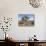 Joshua Tree, Joshua Tree National Park, California, USA-Luc Novovitch-Mounted Photographic Print displayed on a wall