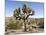 Joshua Tree, Joshua Tree National Park, California, USA-Luc Novovitch-Mounted Photographic Print