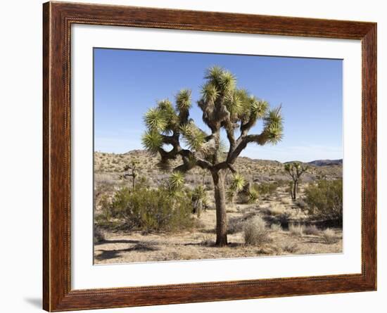 Joshua Tree, Joshua Tree National Park, California, USA-Luc Novovitch-Framed Photographic Print