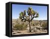 Joshua Tree, Joshua Tree National Park, California, USA-Luc Novovitch-Framed Stretched Canvas