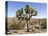 Joshua Tree, Joshua Tree National Park, California, USA-Luc Novovitch-Stretched Canvas