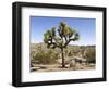 Joshua Tree, Joshua Tree National Park, California, USA-Luc Novovitch-Framed Photographic Print