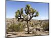 Joshua Tree, Joshua Tree National Park, California, USA-Luc Novovitch-Mounted Photographic Print