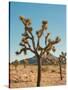 Joshua Tree Moon-Bethany Young-Stretched Canvas