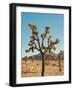 Joshua Tree Moon-Bethany Young-Framed Photographic Print