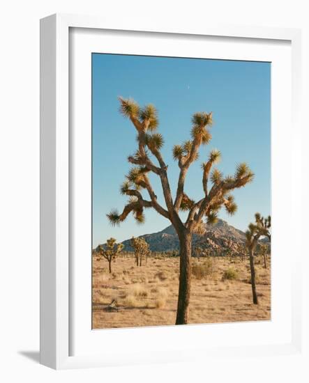 Joshua Tree Moon-Bethany Young-Framed Photographic Print