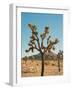 Joshua Tree Moon-Bethany Young-Framed Photographic Print