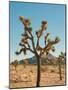 Joshua Tree Moon-Bethany Young-Mounted Photographic Print