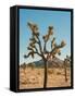 Joshua Tree Moon-Bethany Young-Framed Stretched Canvas