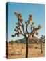 Joshua Tree Moon-Bethany Young-Stretched Canvas
