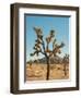 Joshua Tree Moon-Bethany Young-Framed Premium Photographic Print