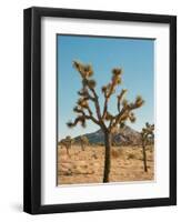 Joshua Tree Moon-Bethany Young-Framed Premium Photographic Print